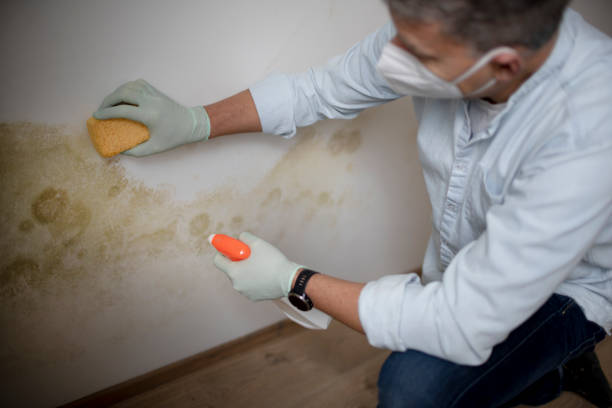 Best Mold Remediation  in Red Lodge, MT