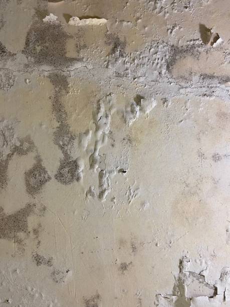 Professional Mold Removal in Red Lodge, MT